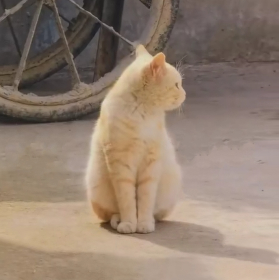 莫得感情的港冬仁