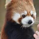 低情商的柠檬精