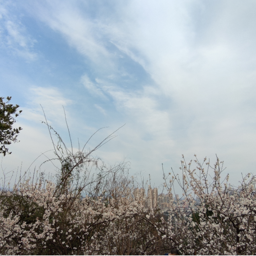 大菠萝