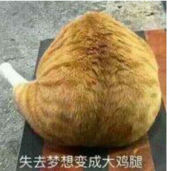 橘猫啷个橘