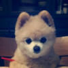 MR bobo