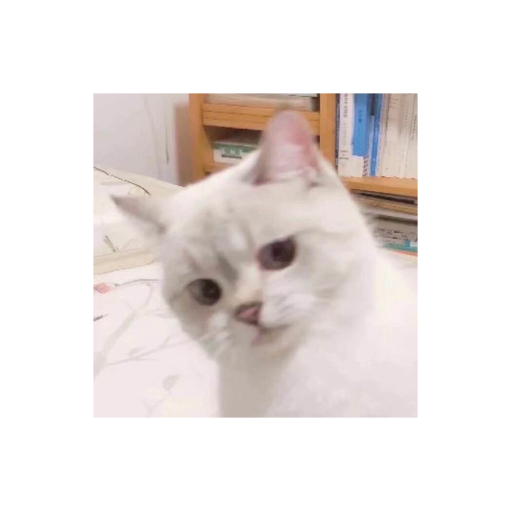 ikvjt