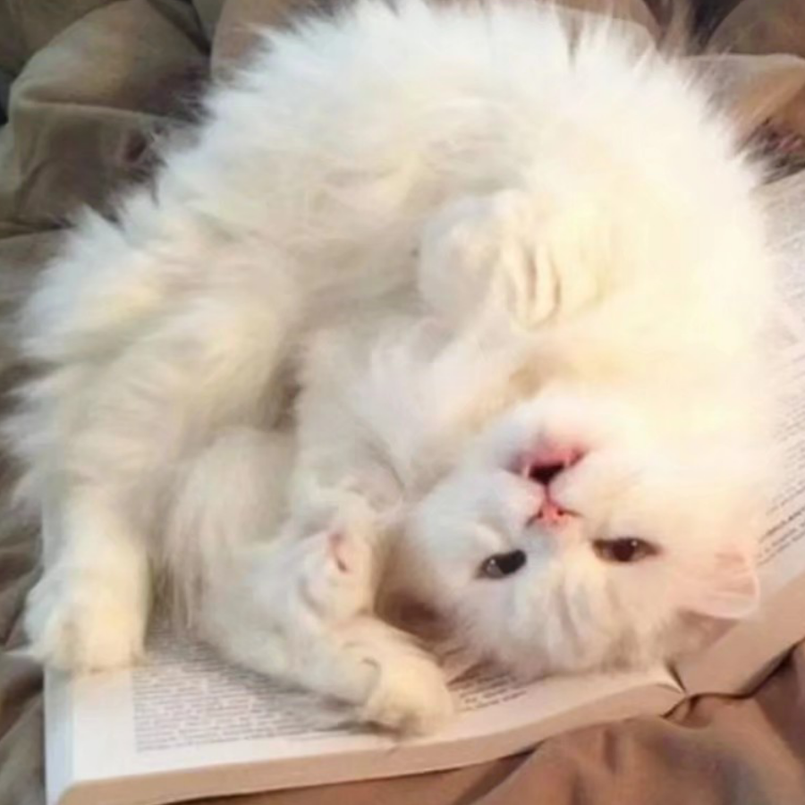 憨猫吃鱼