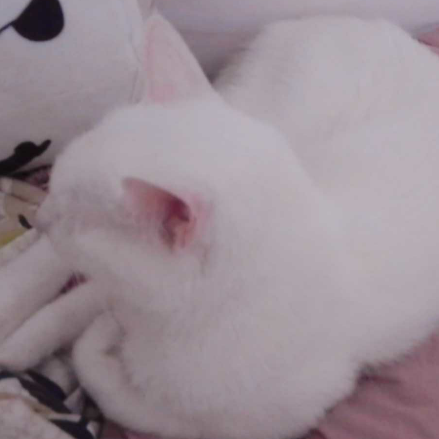 雨樱🐱