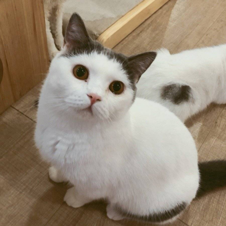 二蓝