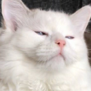 苏大宝