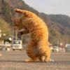 骑猪的迪迪