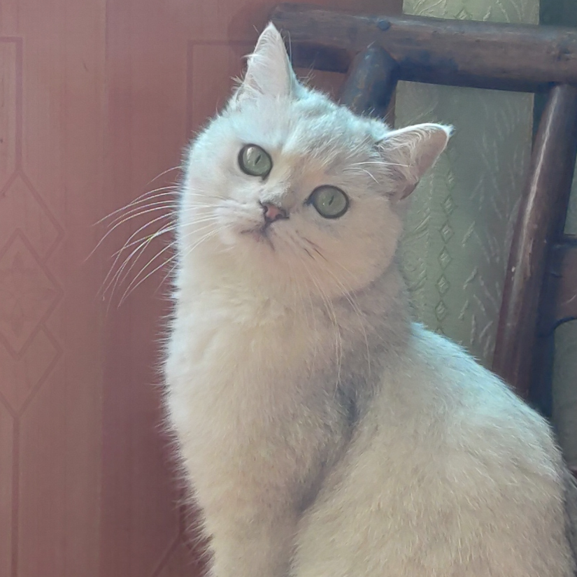 追风少年
