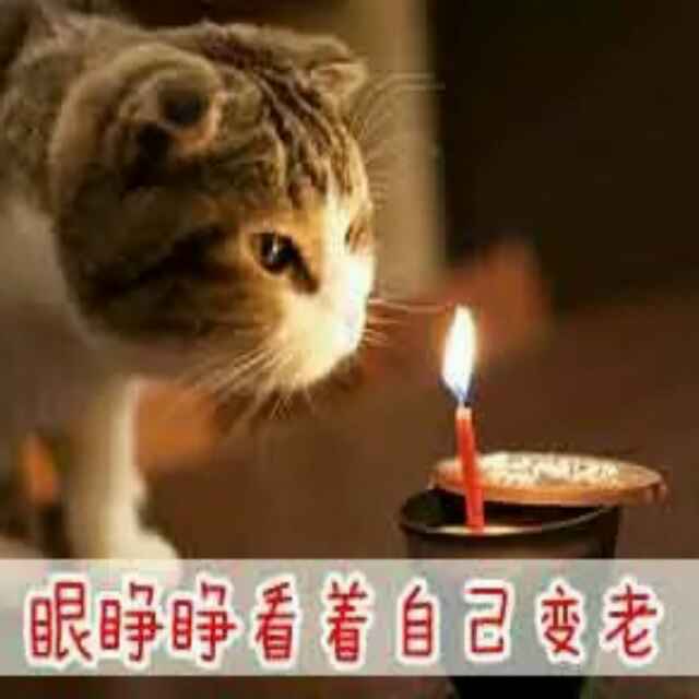 要帅就吃藤藤菜