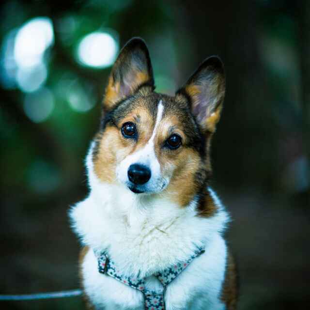 中华田园犬