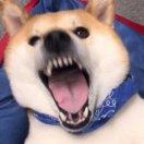 。