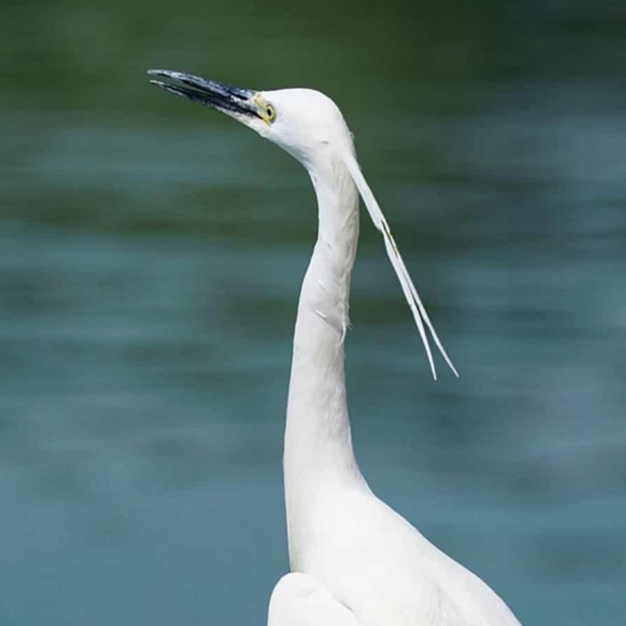 蓝莓海藻