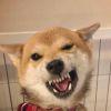 大白
