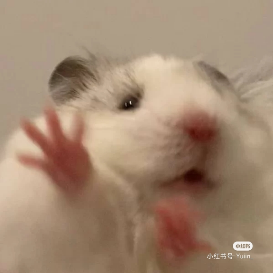 小猪顺溜