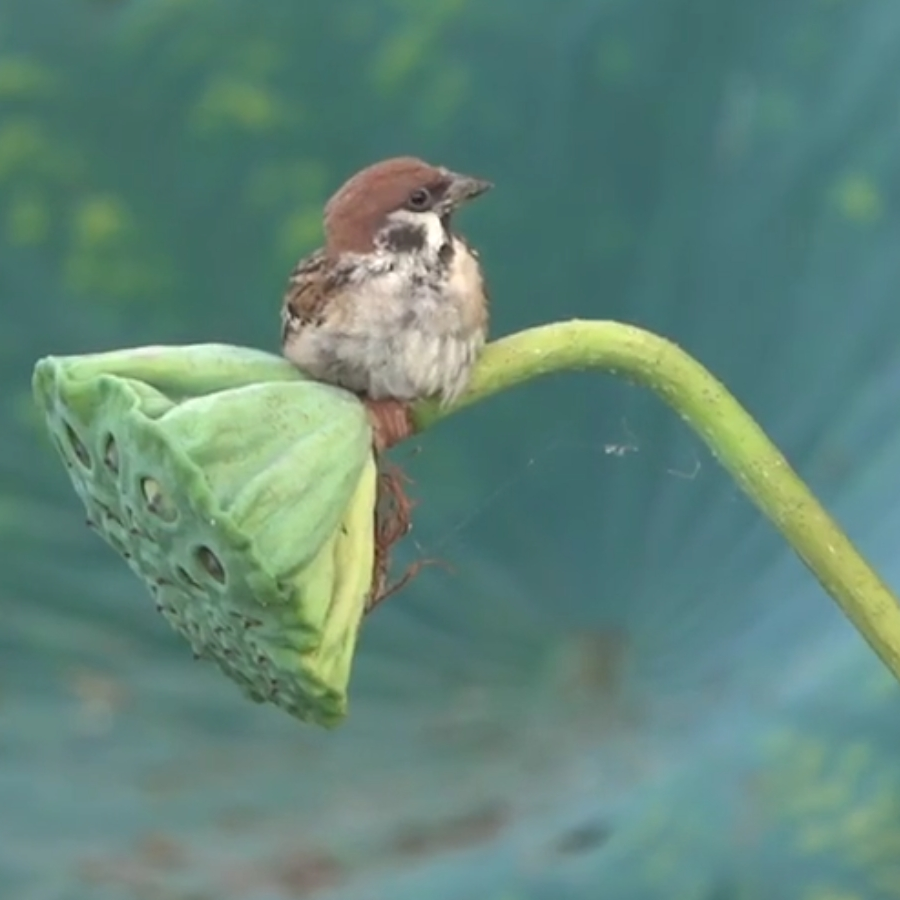风筝