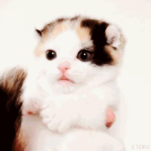 ༺白桃の天河怡༻