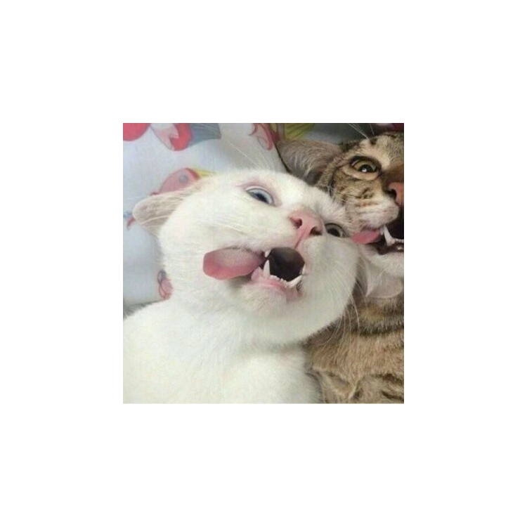 若安的猫