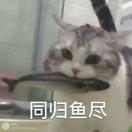 明若羽飞