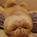 被通缉的猫
