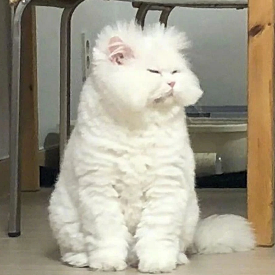 阿侪：