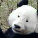 对方忘了要输入什么