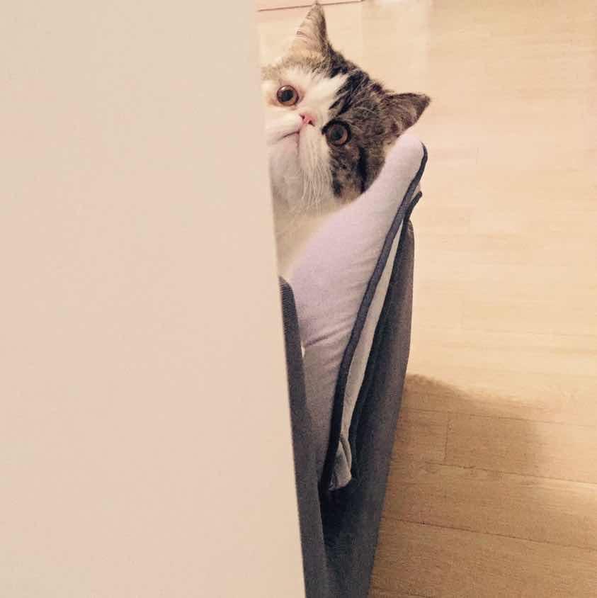 方头狮