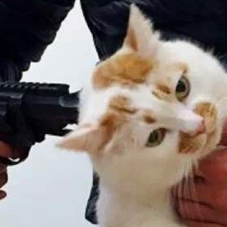 入时