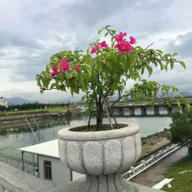 鲜花盛开