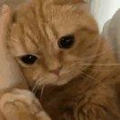 🍥 夜猫猫猫猫