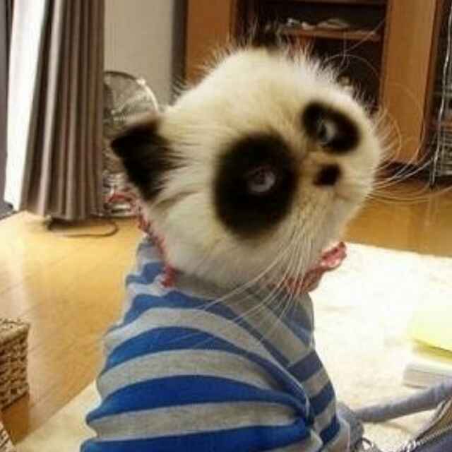 亮瞎你的狗眼