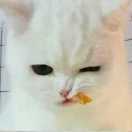 Y。