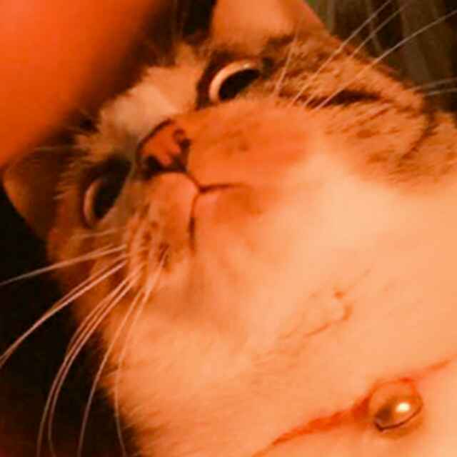 Vanilla