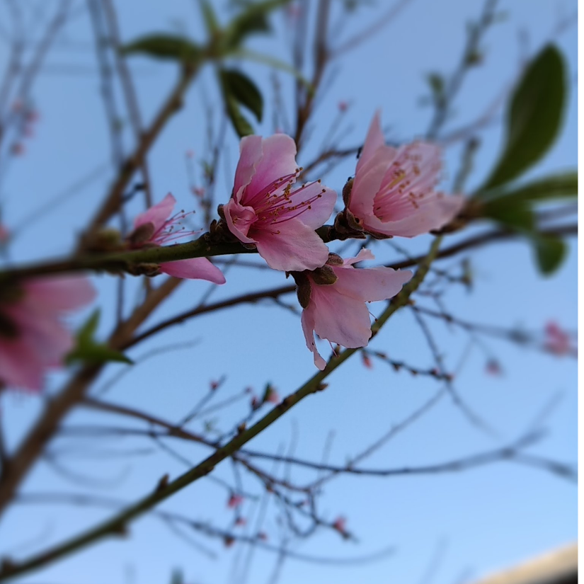 维安希泽
