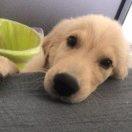 忠犬小狗狗狂魔🐶