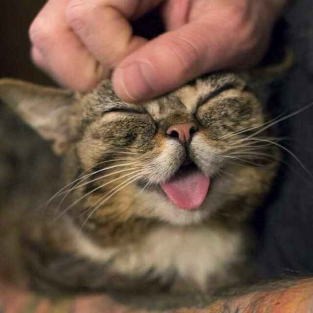 侠肝义胆腹肌喵