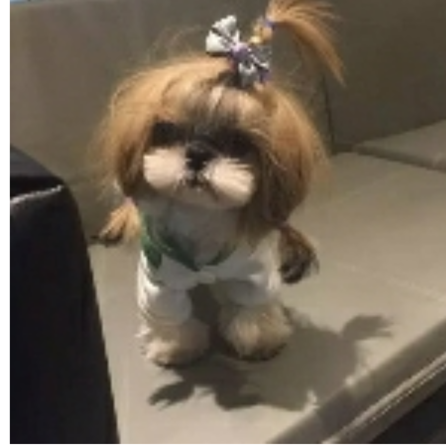 带着猫的队长