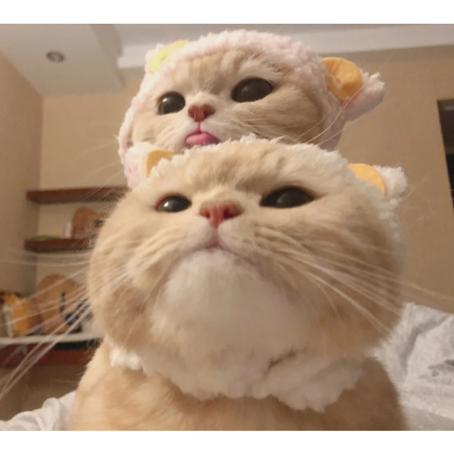 大脸猫
