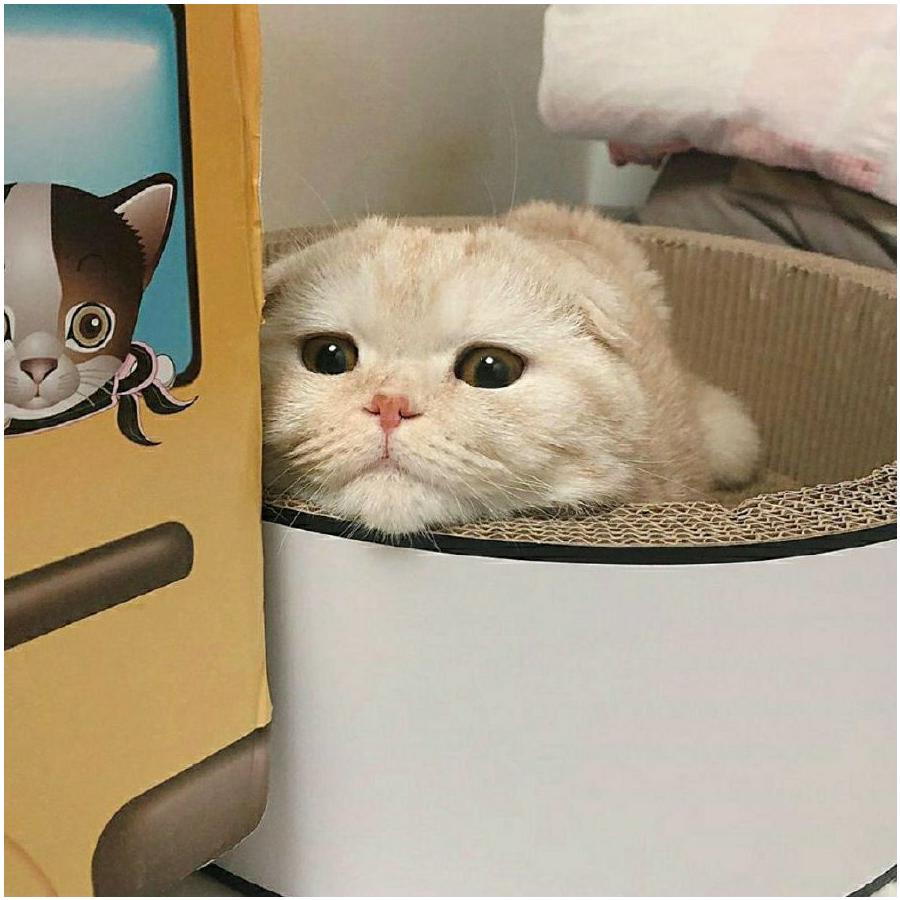 沁沁