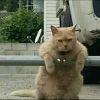 猫老大