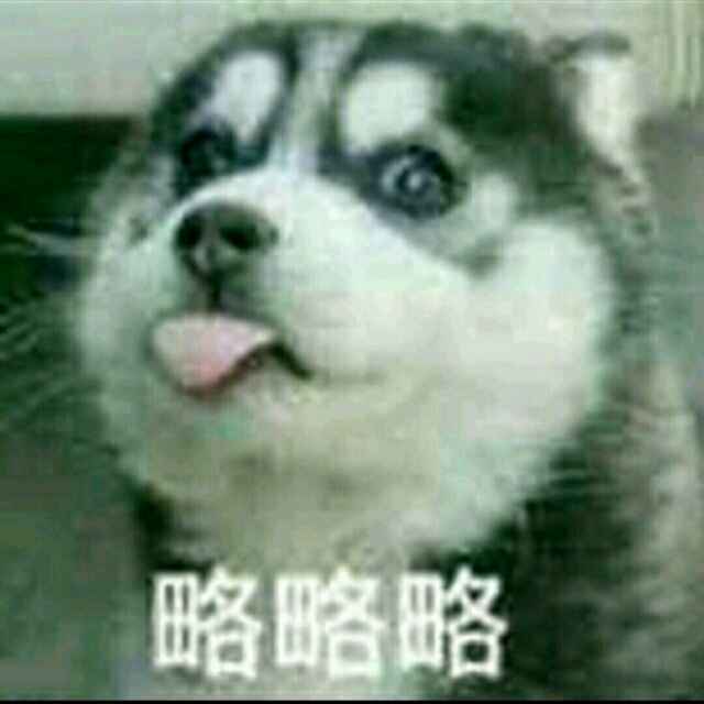 史上最萌哈士奇