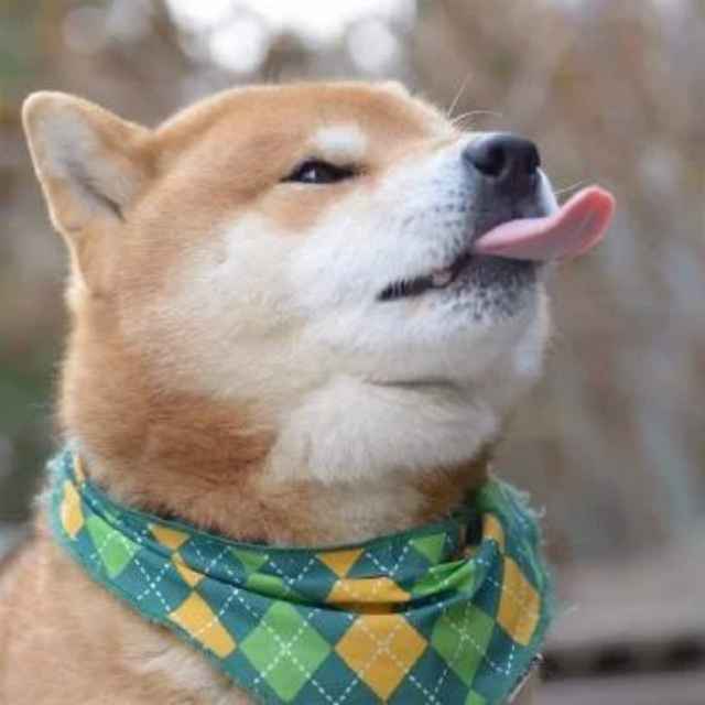 李可可