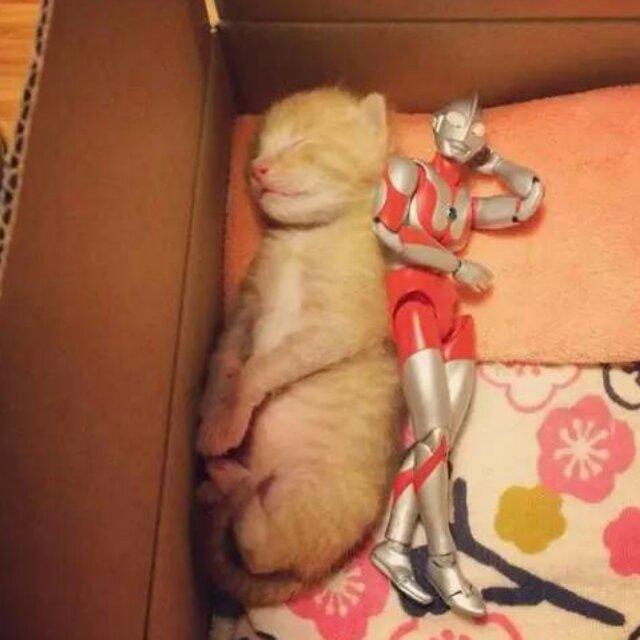猫又百分之一只猫