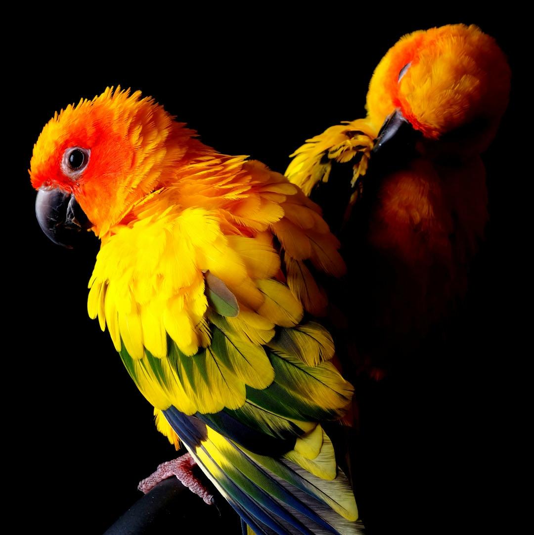 Андрій Гуслів