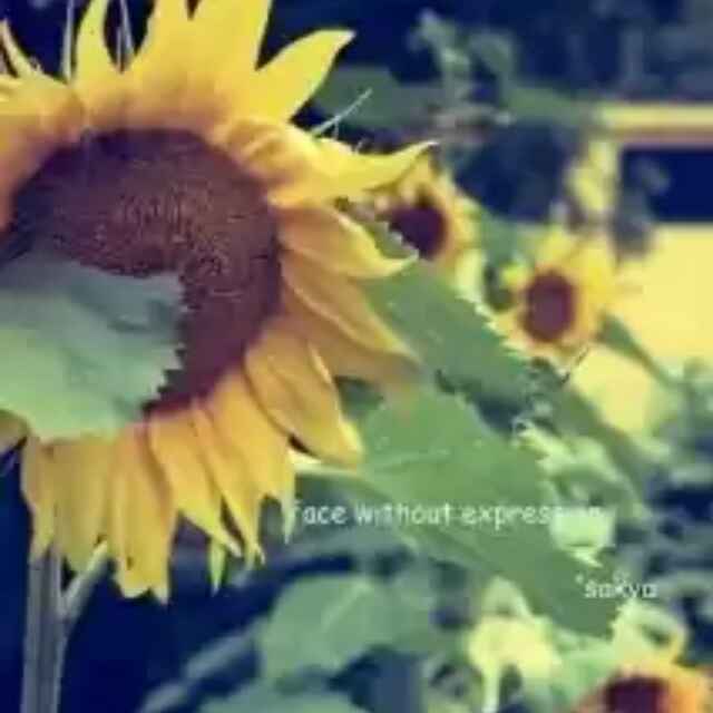 向阳花