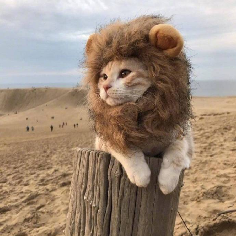 霸王狮喵