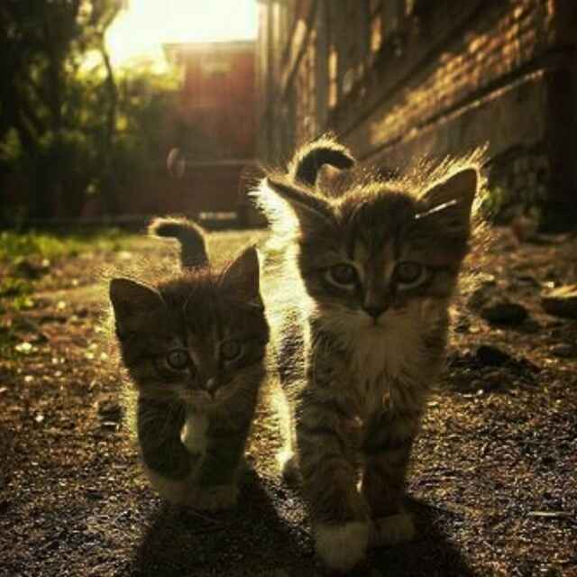 二营长的意大利炮