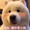 那个二哈