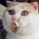会吃老鼠的猫😊