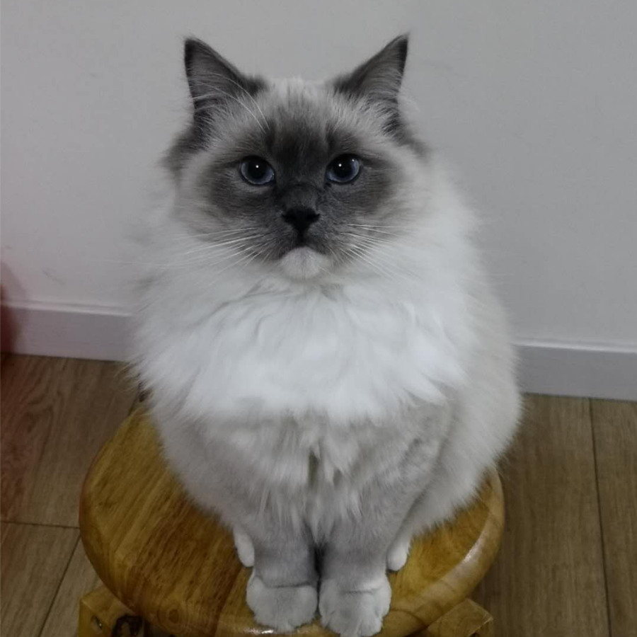 晴明