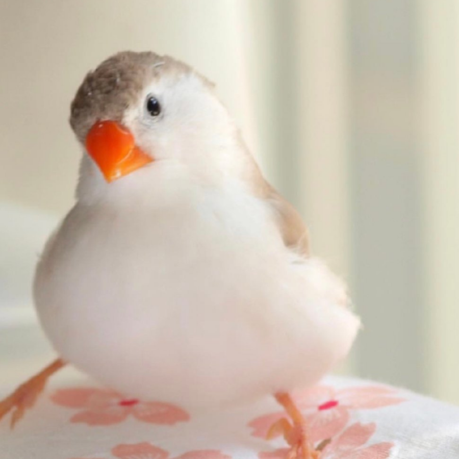 失主